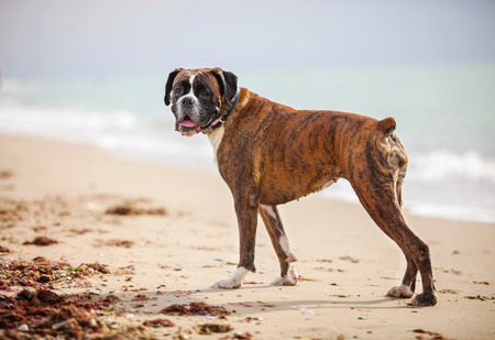 Boxer dog near the seaの写真素材
