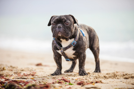 French bulldog standing on the beachの写真素材