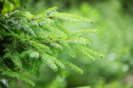 Closeup of fir tree branchesの写真素材
