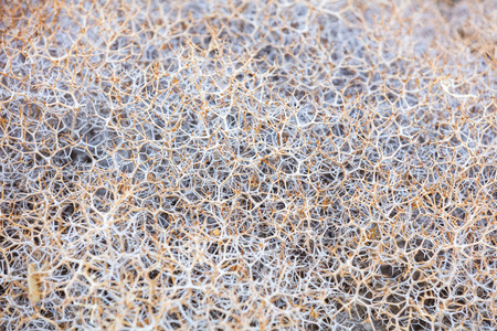 Closeup of dry prickly plant, could be used as background