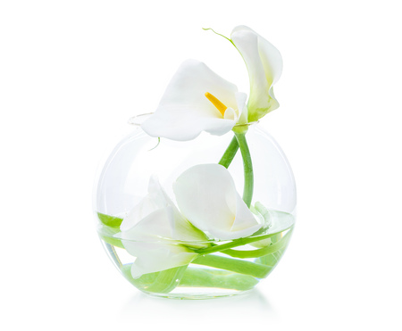 White calla lilies in glass vase over white backgroundの写真素材
