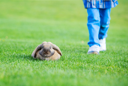 Young boy walking with pet rabbit in spring parkの写真素材