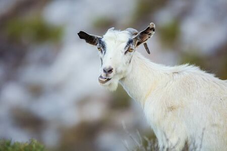 Young female goat chewing something in mountains