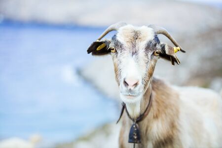 Closeup of female goat with bell in mountains on coastの写真素材