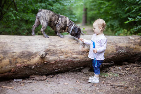 Adorable toddler girl playing with French Bulldog outdoors in summer forestの写真素材
