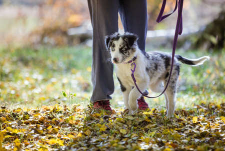 Merle border collie puppy on leash on walk. Female owner and cute puppy in autumn forest.の写真素材