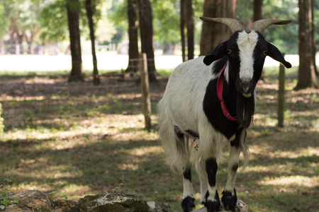 Pet goat on rocksの写真素材