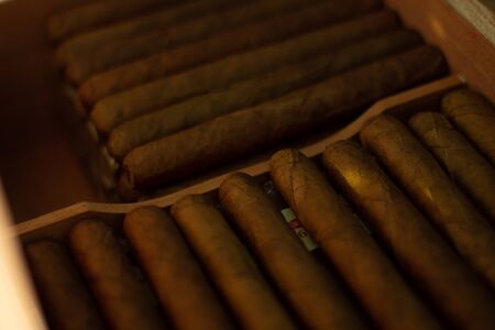 cigars i a humidorの写真素材