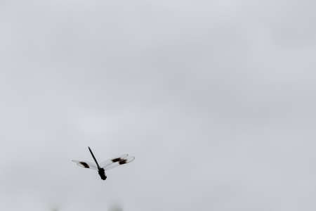 Dragonfly in flightの写真素材