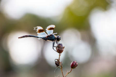 Old dragonfly resting on a flower budの写真素材
