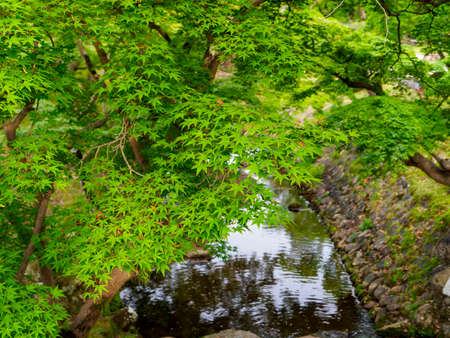 Yoshiki River and blue autumn leaves in Nara Parkの写真素材