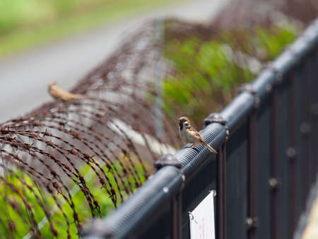 Sparrow perched on a fenceの写真素材