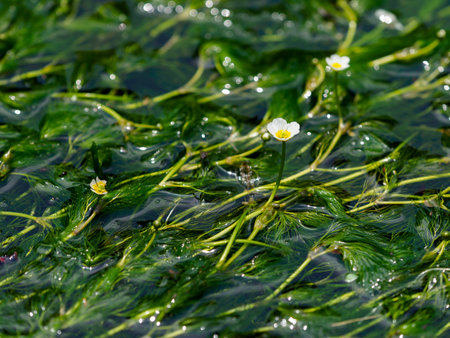 Jizogawa and plum blossom algae in Kamai-jukuの写真素材