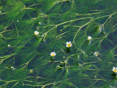 Jizogawa and plum blossom algae in Kamai-jukuの写真素材