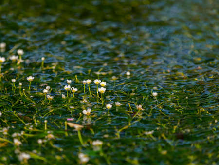 Jizogawa and plum blossom algae in Kamai-jukuの写真素材