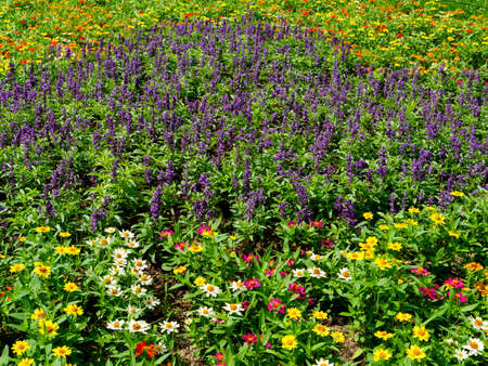 Colorful flower beds
