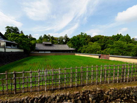 February Offering field where seedlings were plantedのeditorial素材