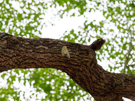 Cicadas that have just been feathered