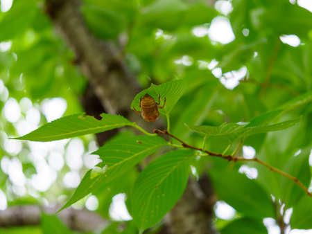 Cicada