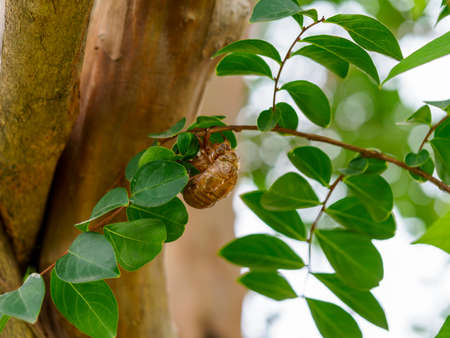 Cicada