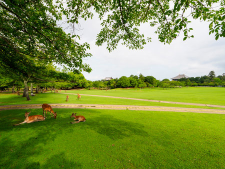 Deer and Todaiji Temple in Nara Park Kasugano-enのeditorial素材