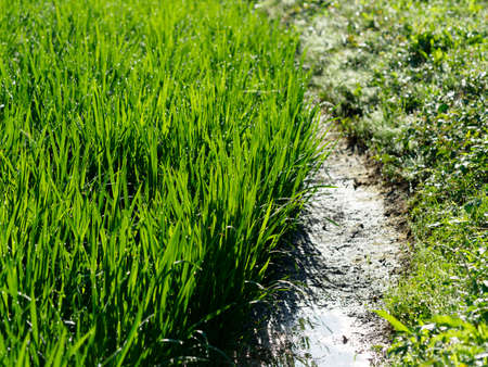 Paddy fields in Asuka Village where seedlings growの写真素材