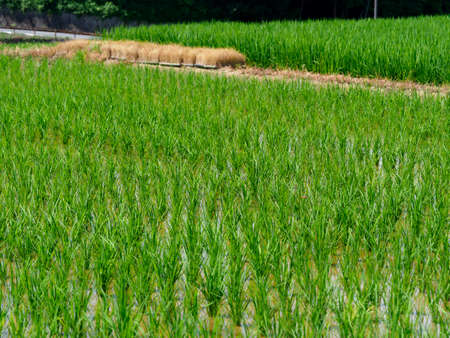 Scenery of rice paddies in summer