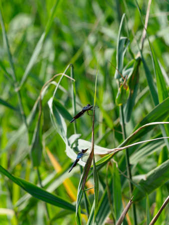 Butterfly dragonflies by the pond