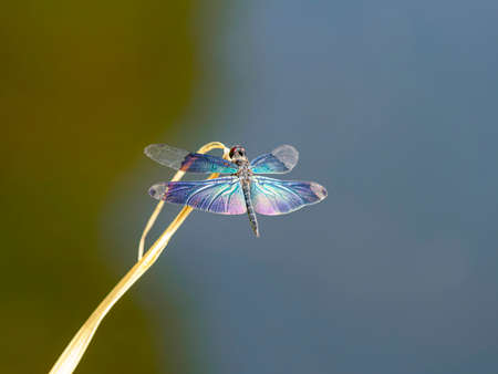 Butterfly dragonflies by the pondの写真素材