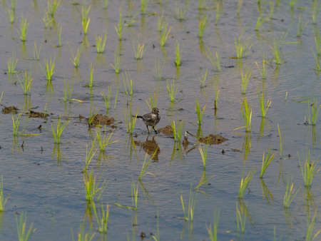 Sekirei looking for food in rice paddiesの写真素材