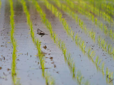 Sekirei looking for food in rice paddiesの写真素材