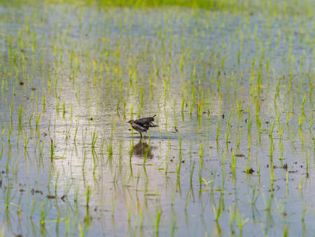 Sekirei looking for food in rice paddiesの写真素材