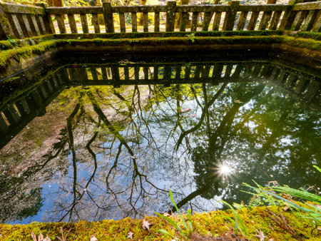 Goldfish swimming in the temple pond
