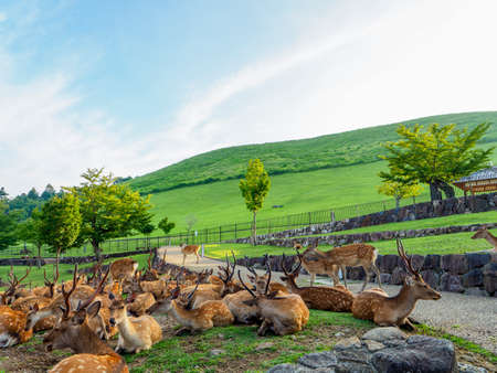 A herd of deer in Nara Park and Mount Wakakusaの写真素材