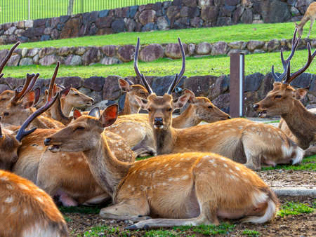A herd of deer at the foot of Wakakusa Mountainの写真素材
