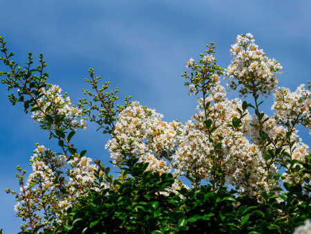 White whooping red flowers blooming in the blue sky and Nara Parkの写真素材