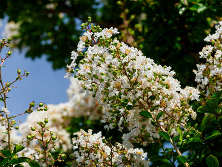 White whooping red flowers blooming in the blue sky and Nara Park