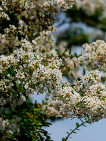 White whooping red flowers blooming in the blue sky and Nara Parkの写真素材