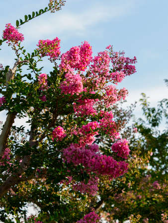 Whooping red flowers blooming in the blue sky and Nara Parkの写真素材
