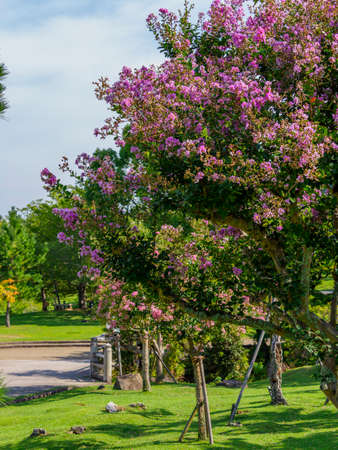 Whooping red flowers blooming in the blue sky and Nara Parkの写真素材