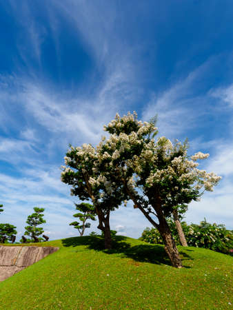 White whooping red flowers blooming in the blue sky and Nara Parkの写真素材