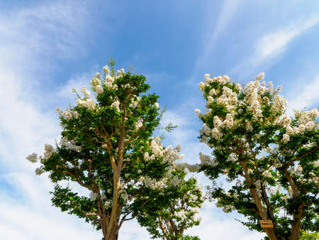 White whooping red flowers blooming in the blue sky and Nara Parkの写真素材