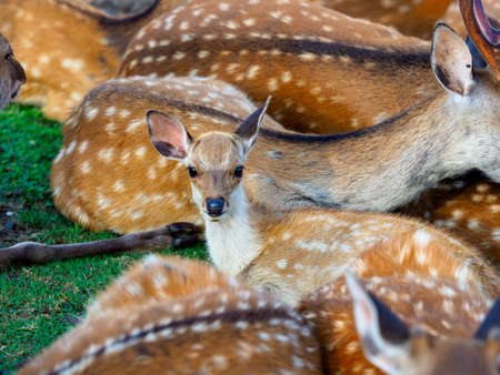 Deer herd and fawn in Nara Parkの写真素材