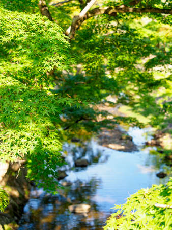 The Yoshiki River flowing through Nara Park with fresh green mapleの写真素材