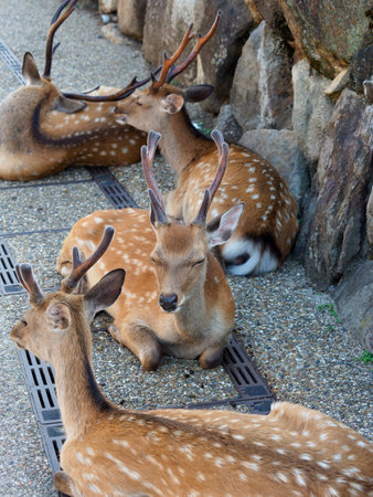 Deer in Nara Park sleeping on the side of the roadの写真素材