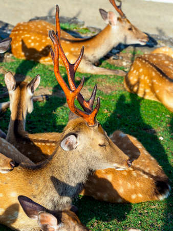 A stag in Nara Park with splendid hornsの写真素材