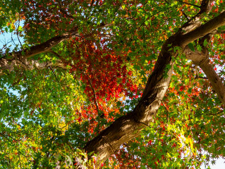 Scenery spread out on Mount Nobuki in autumn