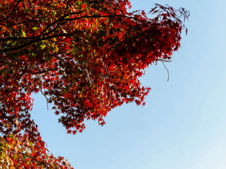 Scenery of autumn leaves spreading on Mount Nobuki in autumn