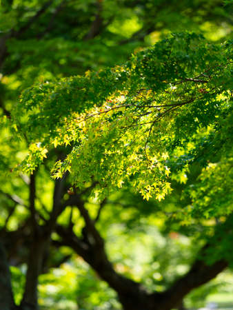 New green blue and autumn leaves of Nara Park