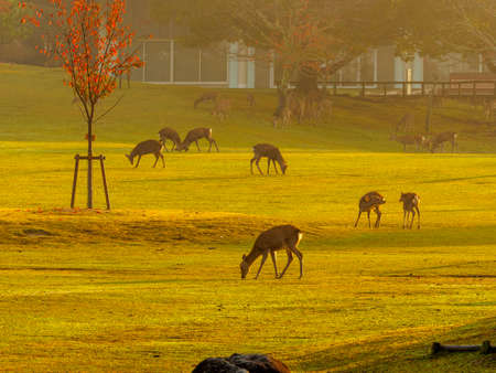 Nara Park and deer scenery in autumn wrapped in morning hazeの写真素材